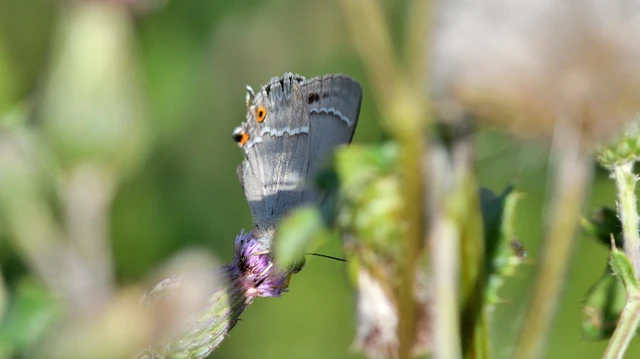 Neozephyrus quercus - tölgyfalepke
