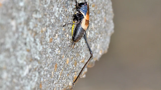Pholidoptera aptera - nagy avarszöcske