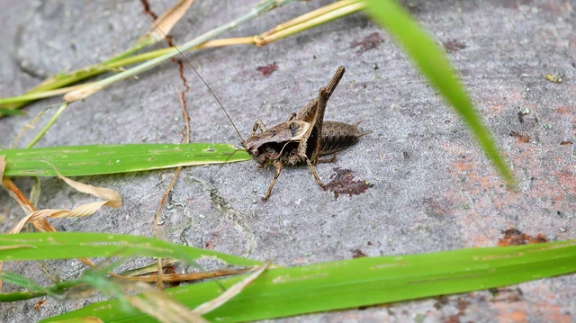 Pholidoptera griseoaptera - szürke avarszöcske Pholidoptera griseoaptera - szürke avarszöcske