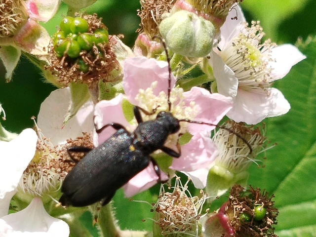 Stictoleptura scutellata - hegyi virágcincér
