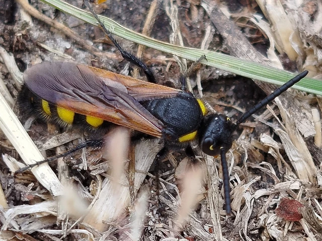 Scolia fusciformis - mediterrán tőrösdarázs
