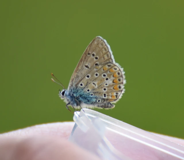 Polyommatus thersites - ibolyaszín boglárka
