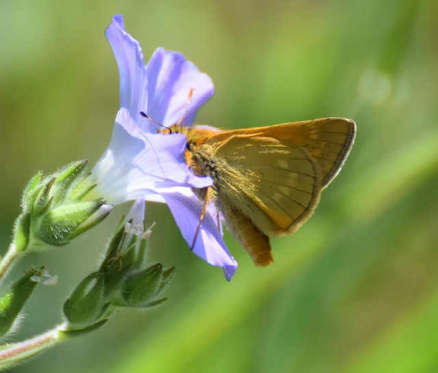 Ochlodes sylvanus - erdei busalepke