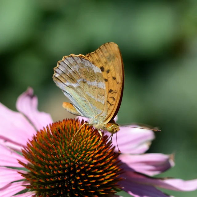 Argynnis paphia - nagy gyöngyházlepke
