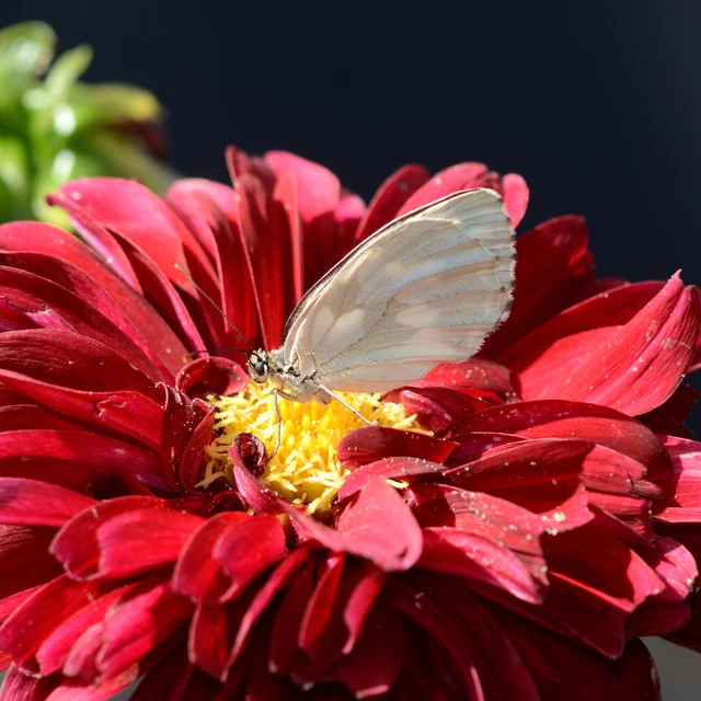 Melanargia galathea - sakktáblalepke