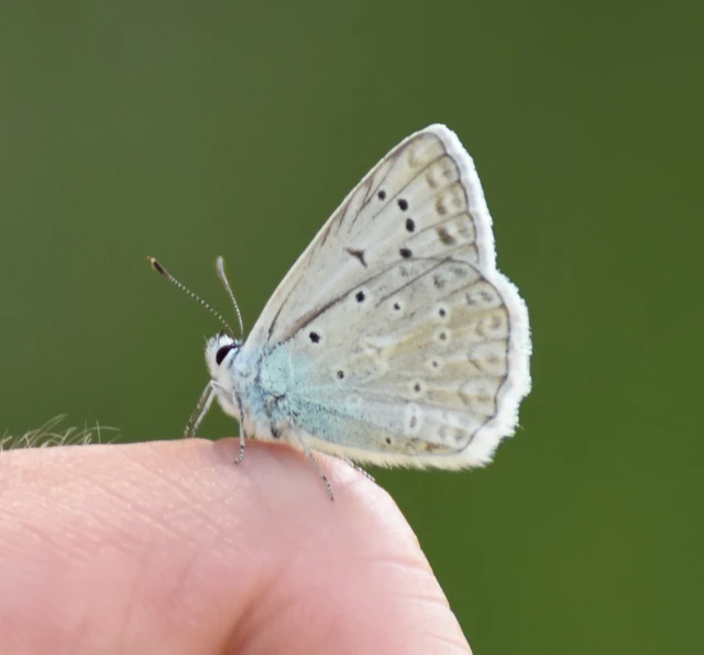 Polyommatus daphnis - csipkés boglárka