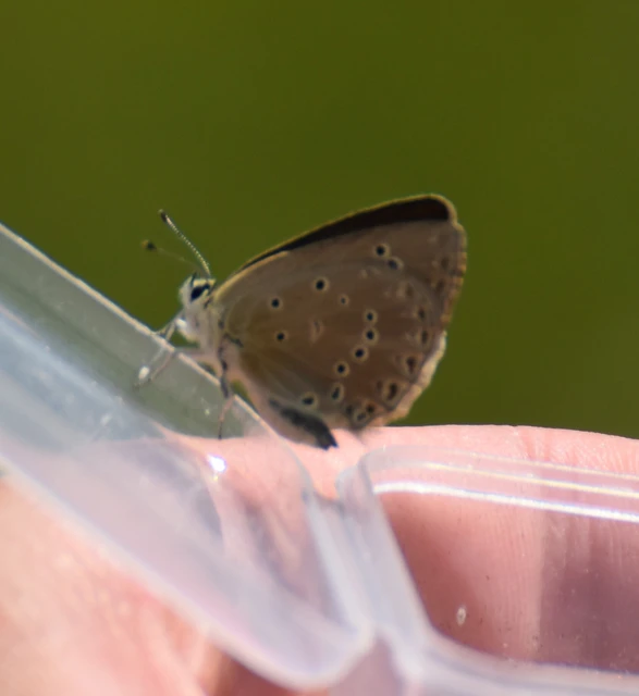Polyommatus admetus - bundás boglárka