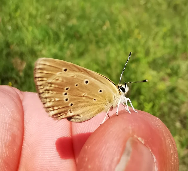 Polyommatus admetus - bundás boglárka
