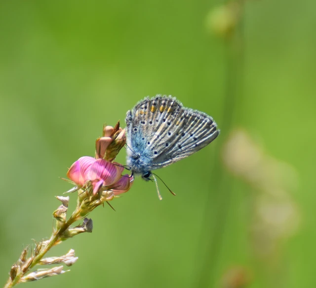 Polyommatus thersites - ibolyaszín boglárka
