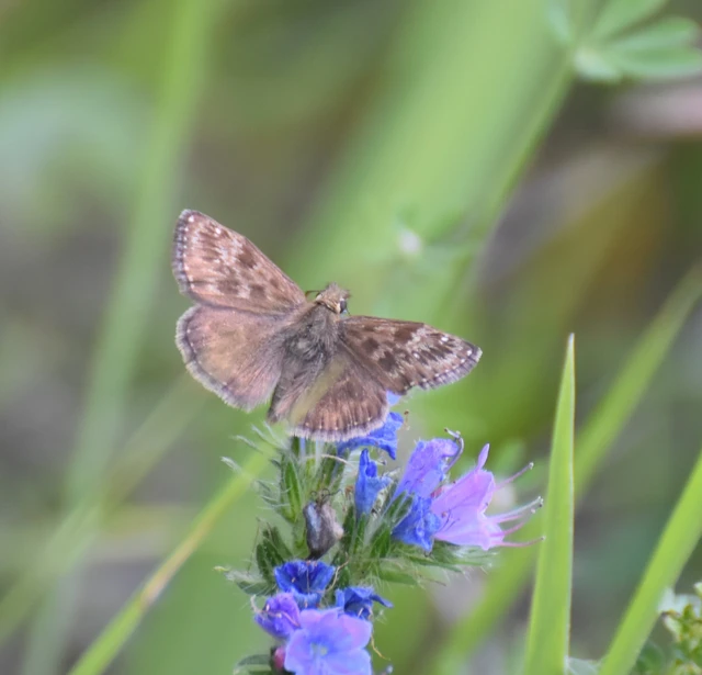 Erynnis tages - cigánylepke