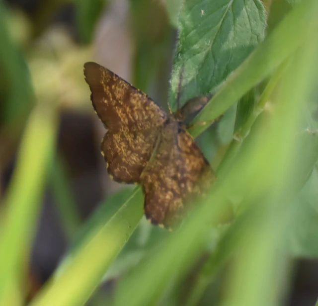 Ematurga atomaria - barna rétiaraszoló