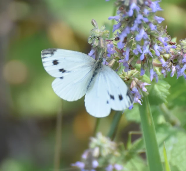 Pieris napi - repcelepke
