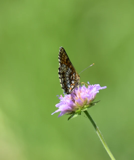 Melitaea diamina - kockás tarkalepke