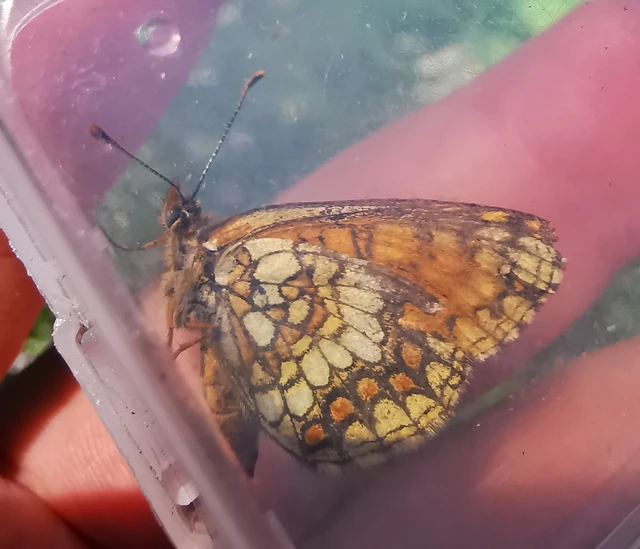 Melitaea athalia - közönséges tarkalepke