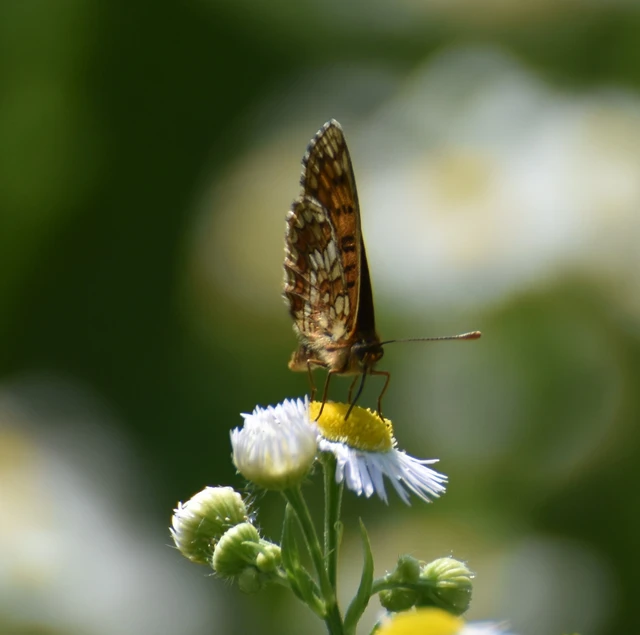 Melitaea aurelia - recés tarkalepke