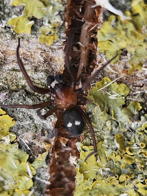Araneae - Pókok