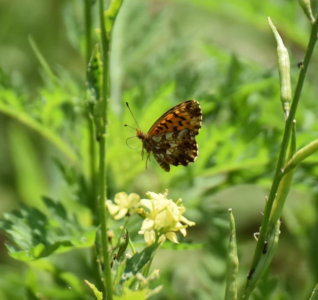 Boloria dia - kis gyöngyházlepke