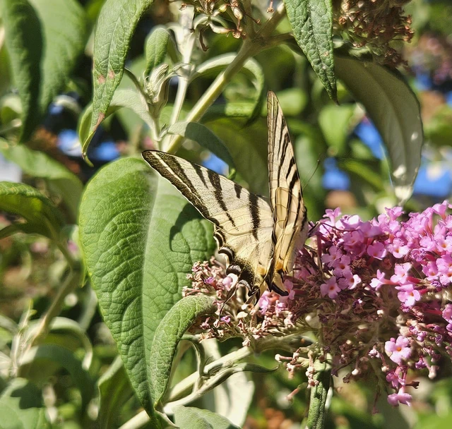 Iphiclides podalirius - kardoslepke