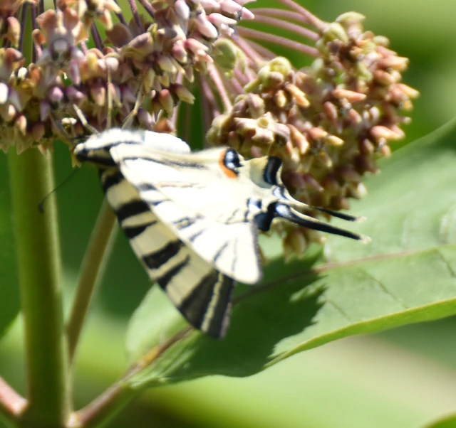 Iphiclides podalirius - kardoslepke