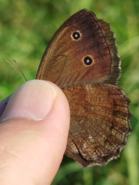 Minois dryas - fekete szemeslepke