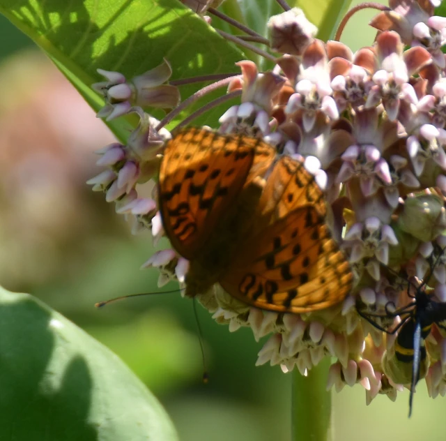 Argynnis adippe - ezüstös gyöngyházlepke