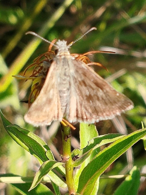 Erynnis tages - cigánylepke