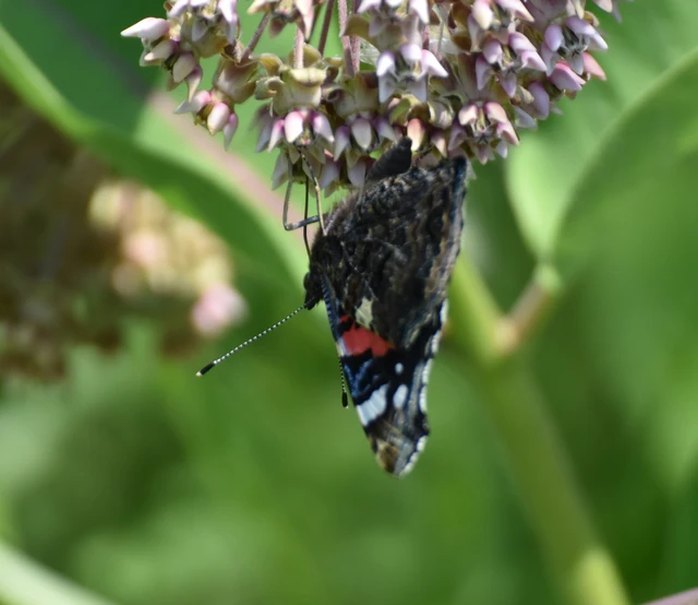 Vanessa atalanta - atalantalepke