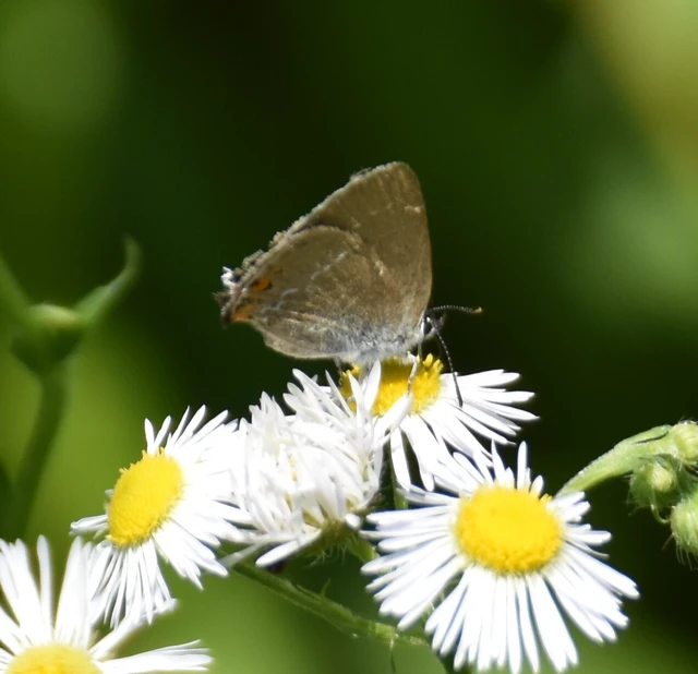 Satyrium acaciae - akác-csücsköslepke