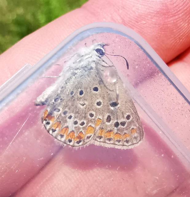Polyommatus thersites - ibolyaszín boglárka