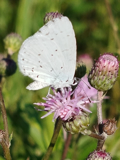 Celastrina argiolus - bengeboglárka