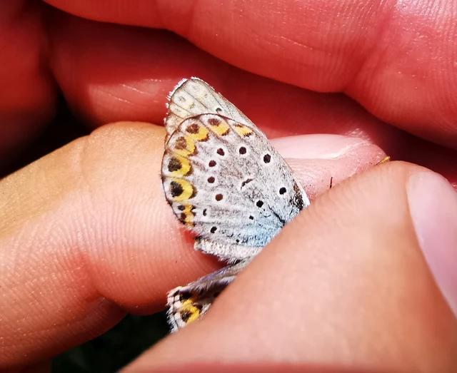 Plebejus argyrognomon - tintakék boglárka