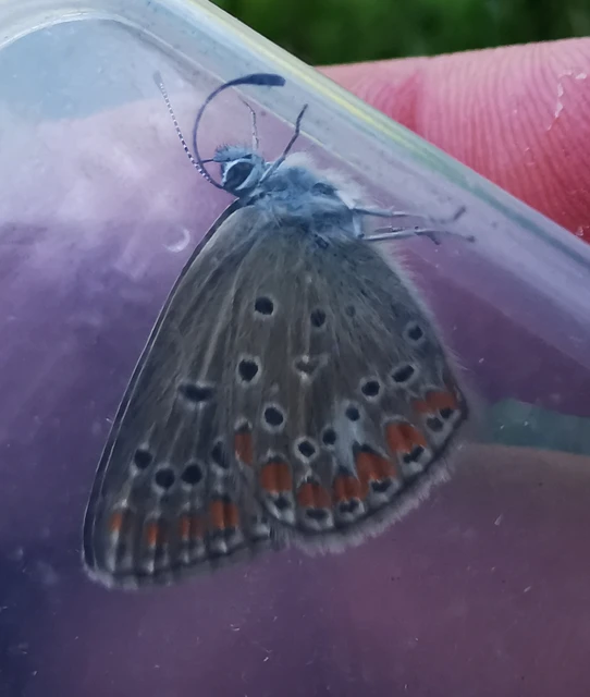 Polyommatus thersites - ibolyaszín boglárka