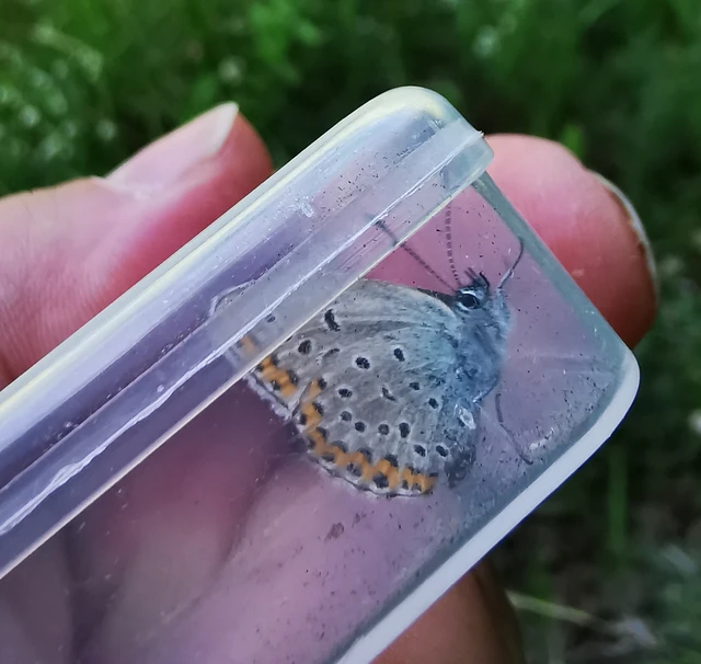 Plebejus argyrognomon - tintakék boglárka