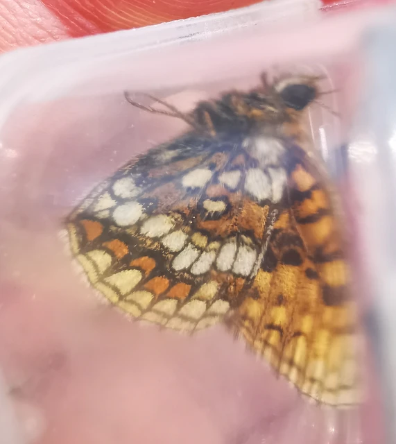 Melitaea athalia - közönséges tarkalepke