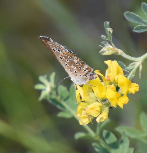 Polyommatus bellargus - égszínű boglárka