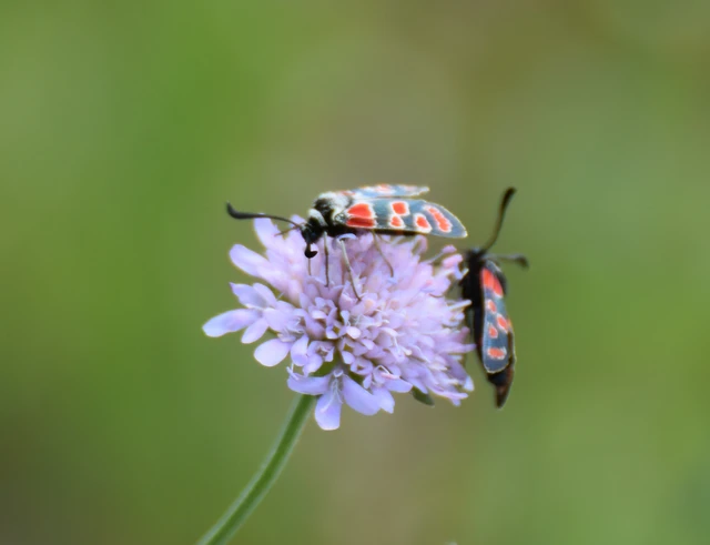 Zygaena carniolica - fehérgyűrűs csüngőlepke