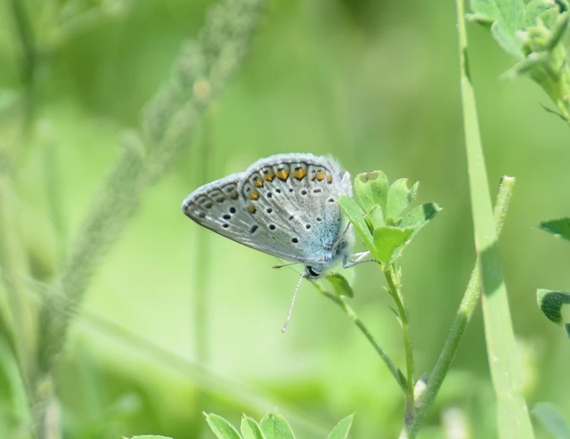 Polyommatus icarus - közönséges boglárka