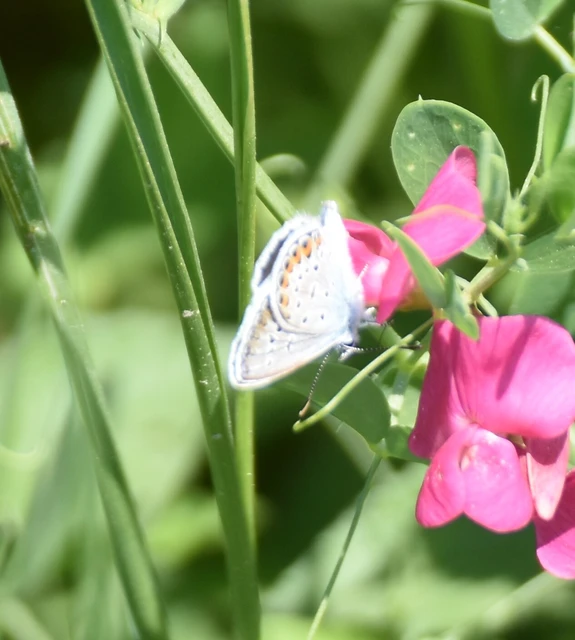 Plebejus argus - ezüstös boglárka