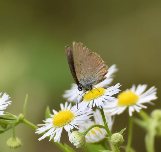 Satyrium acaciae - akác-csücsköslepke