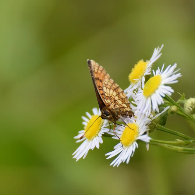 Melitaea aurelia - recés tarkalepke