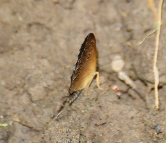 Aphantopus hyperanthus - közönséges ökörszemlepke