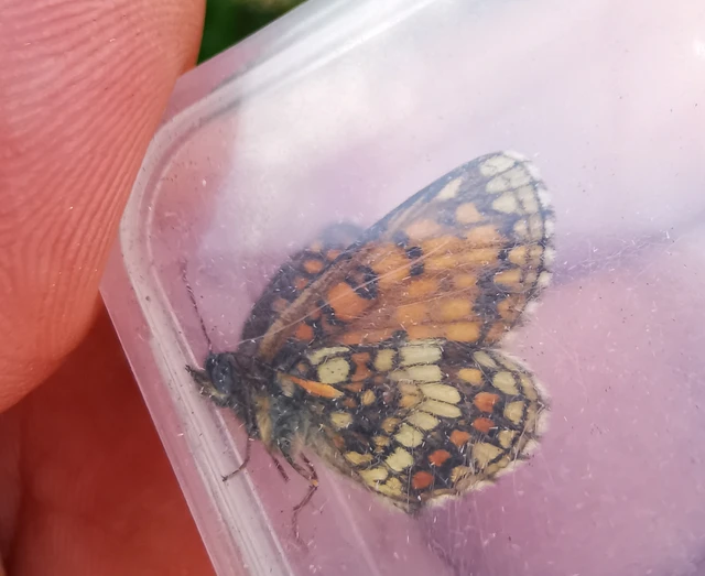 Melitaea athalia - közönséges tarkalepke