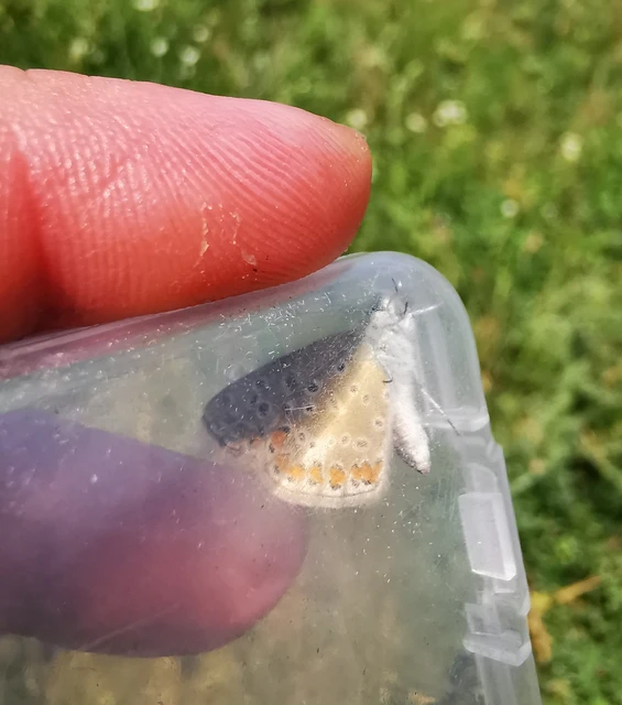 Polyommatus icarus - közönséges boglárka