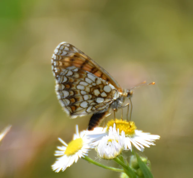 Melitaea athalia - közönséges tarkalepke