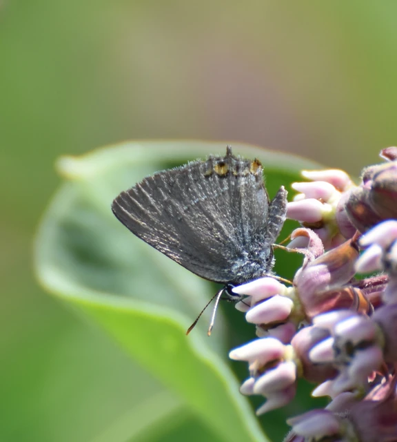 Satyrium acaciae - akác-csücsköslepke