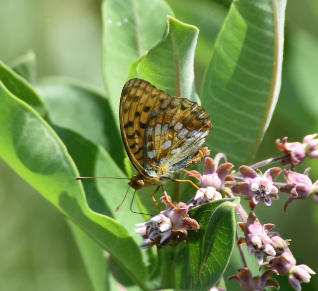 Argynnis adippe - ezüstös gyöngyházlepke