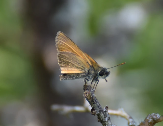Thymelicus sylvestris - barna busalepke