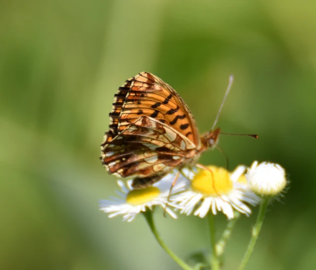 Boloria dia - kis gyöngyházlepke