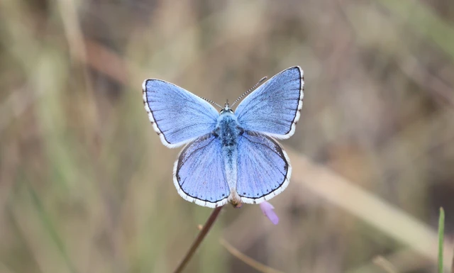 Polyommatus bellargus - égszínű boglárka