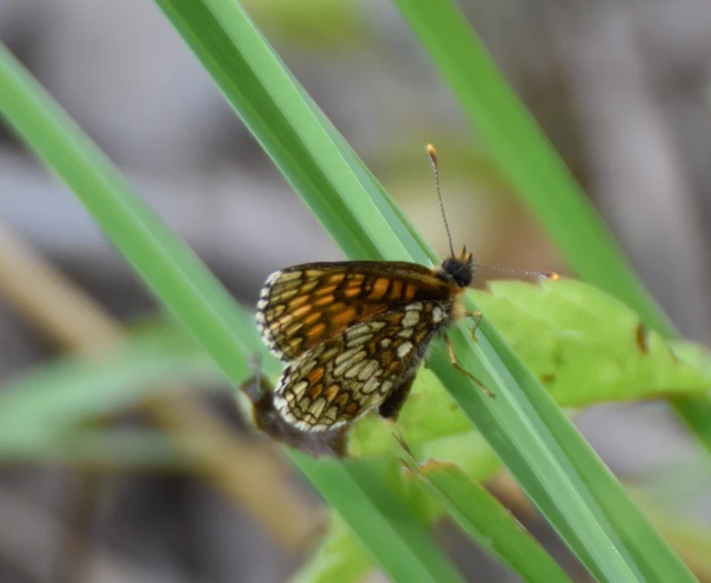 Melitaea athalia - közönséges tarkalepke